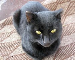 На паласе черный кот греется на солнышке