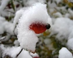 Покрасневший плод шиповника шиповника