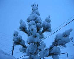 Молодая сосна под снежным покрывалом