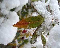 Покраснел от мороза листик шиповника