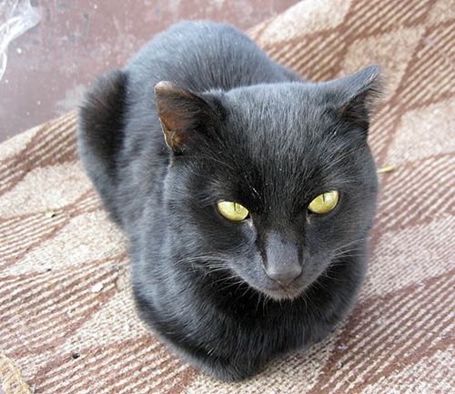 На паласе черный кот греется на солнышке