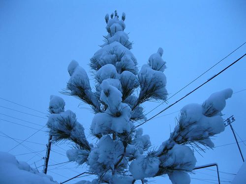 Молодая сосна под снежным покрывалом